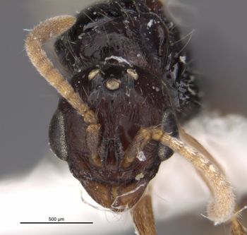 Media type: image;   Entomology 29300 Aspect: head frontal view